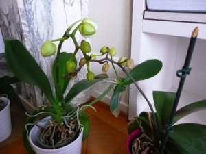 orchids 006.jpg