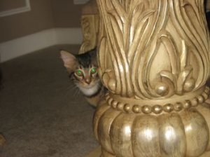 tazpeekaboo.jpg
