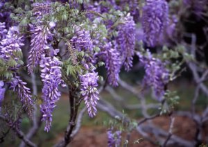 wisteria.jpg