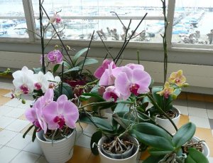 orchids 004.jpg