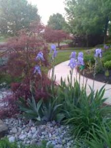 acer iris path33.jpg