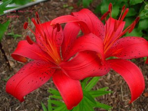 montenegrolily11.jpg