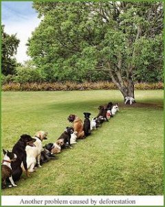 savethetrees.JPG