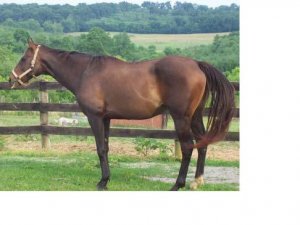 OTTBmareforps.JPG