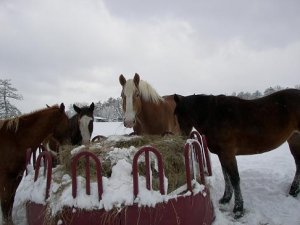 feeding timewinterps1.JPG