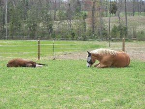 sleepingboysPS1.JPG