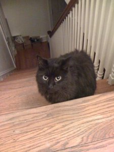 pissed off cat.jpg