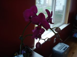 jmtorchid608.JPG