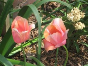 pad tulips.jpg
