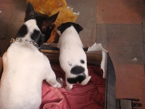 NewPup 003.jpg