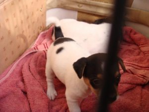 NewPup 007.jpg