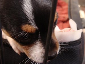 NewPup 008.jpg