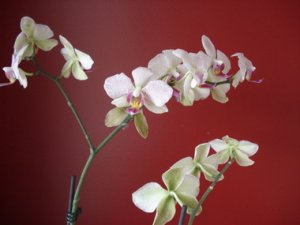 jmtorchid58098.JPG