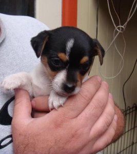 NewPup 001.jpg