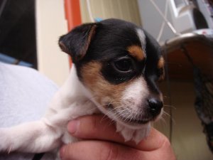 NewPup 002.jpg