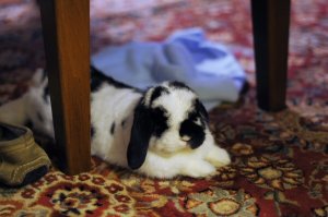 OTTO_DEC_09_ADJ (40)1.jpg