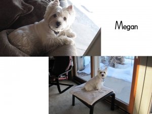 The Megster.jpg