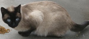 IMGLouisesiamese.jpg