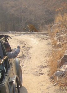 tigerJeep1.jpg