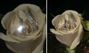 rose_rings.jpg