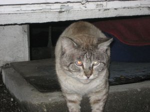 Wellingtonconjunctivitis21.jpg