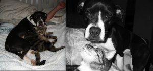 furbabyloveps.jpg