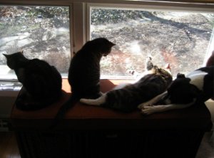 furbabyloveps2.jpg