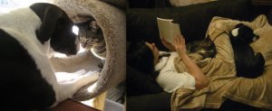 furbabylove3PS.jpg