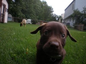incomingpuppy.JPG