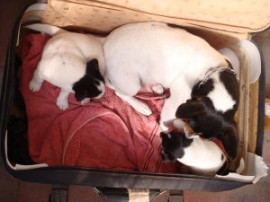 NewPup 004.jpg