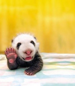 baby panda hello.jpg