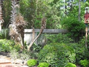 PygmyPalms after the freeze.jpg