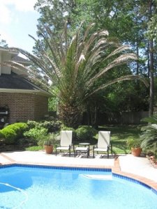 Palm damage after freeze.jpg