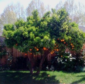 orange tree.jpg