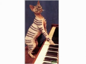 jmtcat7.jpg