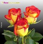 nov circus roses.jpg nov circus roses.jpg