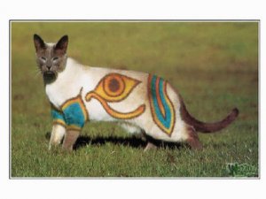 jmtcat1.jpg