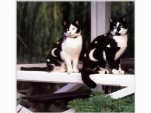 jmtcat6.jpg