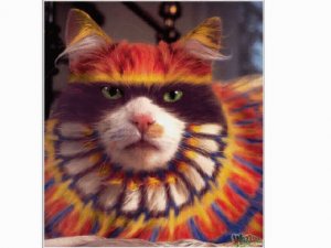 jmtcat9.jpg