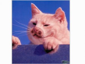 jmtcat19.jpg