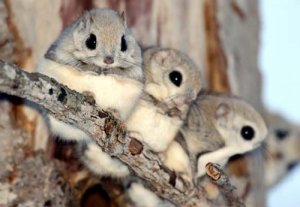 momonga.jpg
