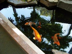 HH fish 1.JPG