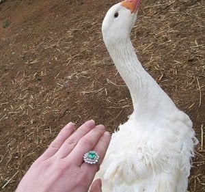 graff ring 046.JPG