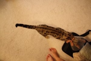 IMG_1155c.jpg