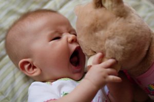 Veda bear attack.jpg