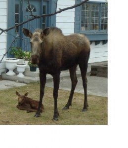 moose1.JPG