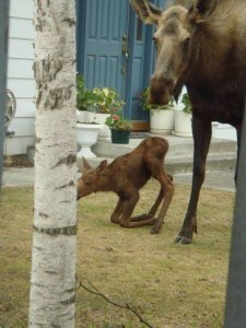 moose2.JPG