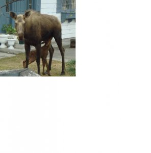 moose4.JPG