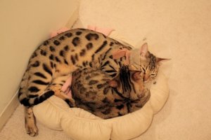 BEGKittiesIMG_1203.jpg