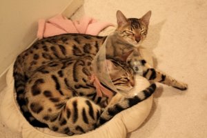 BEGKittiesIMG_1215.jpg